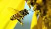 Beneficios del Polen de Abeja: Qué Es y Cómo Tomarlo - Miel Terra Andes