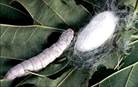 Seda Natural Fibra Hecha Por Los Gusanos Origen de la seda en China -  BIOGRAFÍAS e HISTORIA UNIVERSAL,ARGENTINA y de la CIENCIA