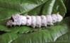 Bombyx mori - ScienceDirect