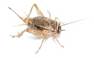 Un insecto con alas

Descripción generada automáticamente