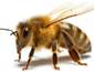 Grupo Bioseg - Abeja - plagas - ROEDORES - INSECTOS PELIGROSOS - AVES