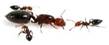 ▷ Hormiga Reina » de los Insectos Más Inteligentes del Planeta ⌠2020⌡