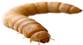 Premium Photo | Larva of mealworm - tenebrio molitor on a white isolated