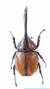 Un insecto con alas

Descripción generada automáticamente