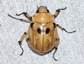 Chafer, Ancognatha sp. (Scarabaeidae: Dynastinae) photo - Stephen Luk  photos at pbase.com