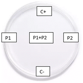Diagrama

El contenido generado por IA puede ser incorrecto.